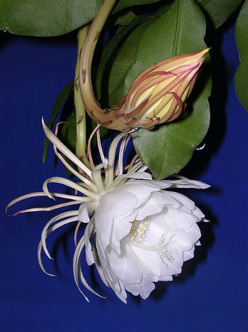 (image for) Epiphyllum [Orchid Cactus] \'Oxypetalum\' 5 Seeds